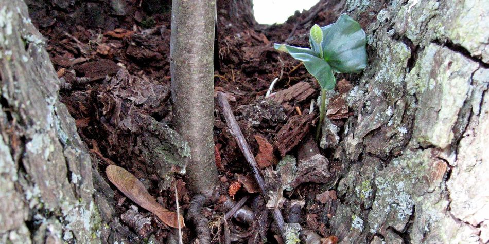 Baumkontrolle, Buchensämling und kleine Eberesche wachsen an Birnenaltbaum im Kronenansatz, Schwäbisch Hall