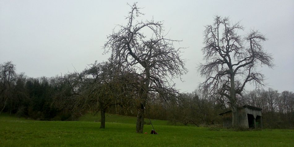 Birnenaltbaum, Apfelaltbaum, Streuobstwiese, Pflegemaßnahme, Schwäbisch Hall